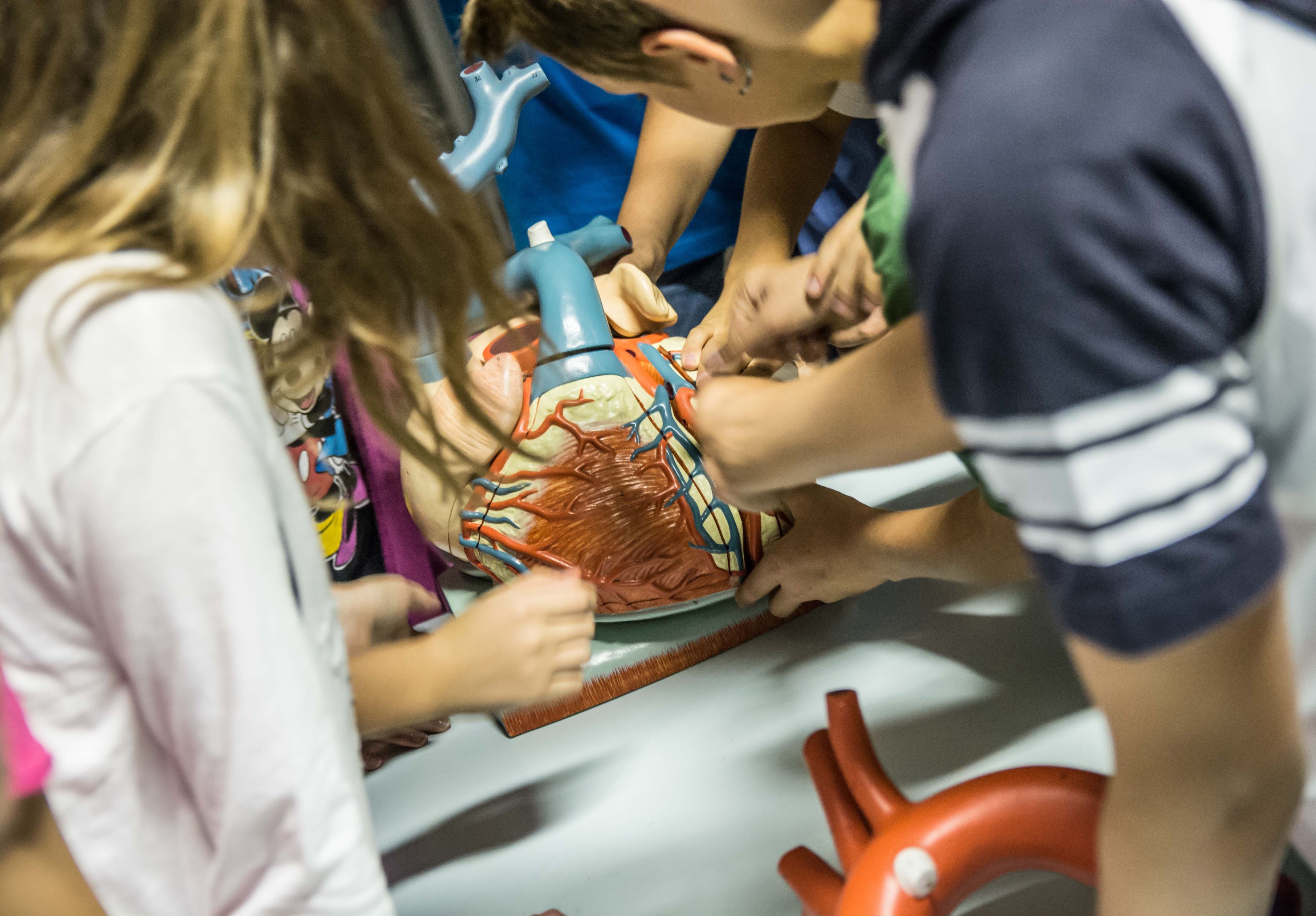 il cuore, che meraviglia - Notte dei Ricercatori, Varese