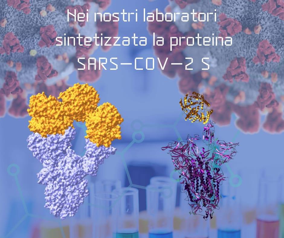 La proteina Spike (SARS-CoV-2 S)
