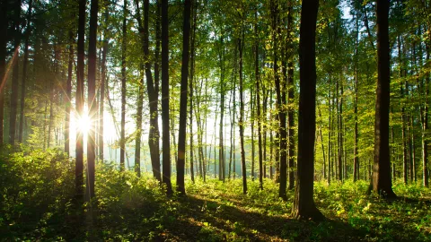Alberi