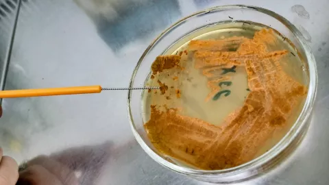 Actinokineospora auranticolor