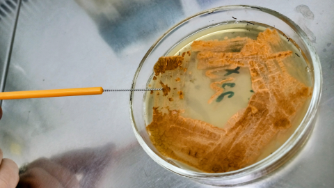 Actinokineospora auranticolor