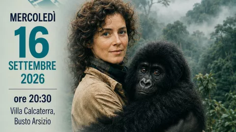 gorilla-nebbia