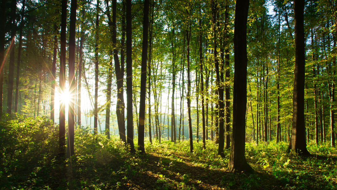 Alberi
