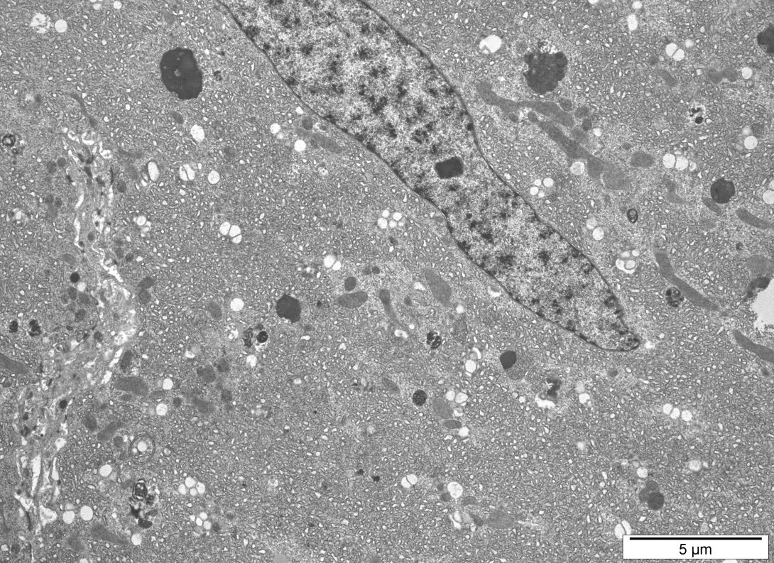 microscopia