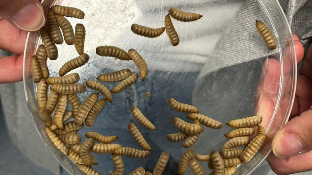 Larve mosca soldato nere