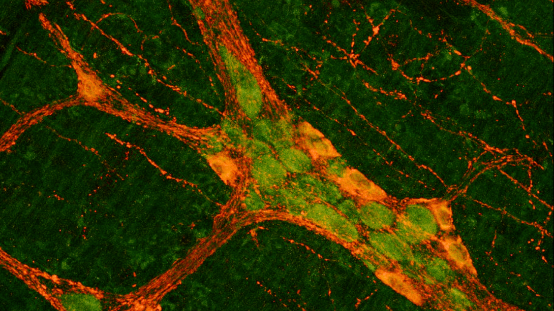 enteric nervous system
